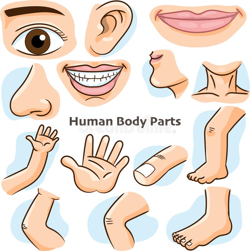 Cartoon Body Parts Images - Cal So Shirts Clothing Parts Auto | Efferisect